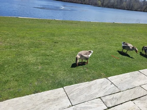 Swan Goose