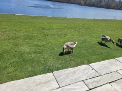 Swan Goose thumbnail 1