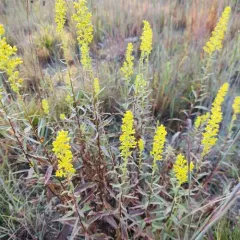 stiff-leaved showy goldenrod thumbnail 4