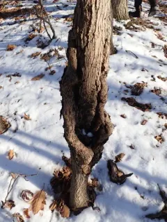 Apple Canker thumbnail 2