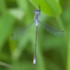 Northern Spreadwing thumbnail 2