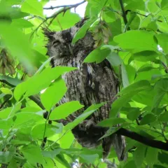 Eastern Screech-Owl thumbnail 1
