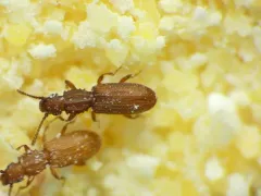 Sawtoothed Grain Beetle thumbnail 2