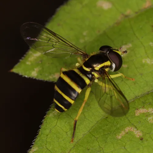 American Harlequin