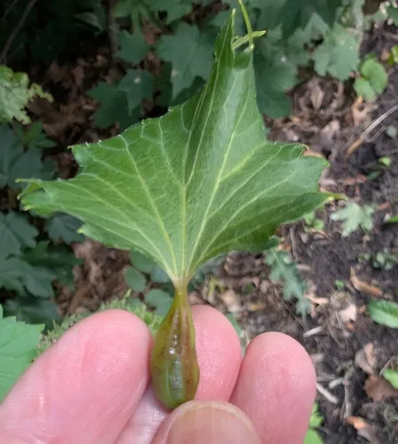 Grape Leaf Petiole Gall