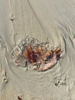 Dwarf Lion's Mane Jelly thumbnail 2