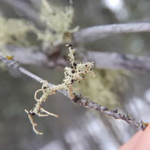 Beard-lichen parasite
