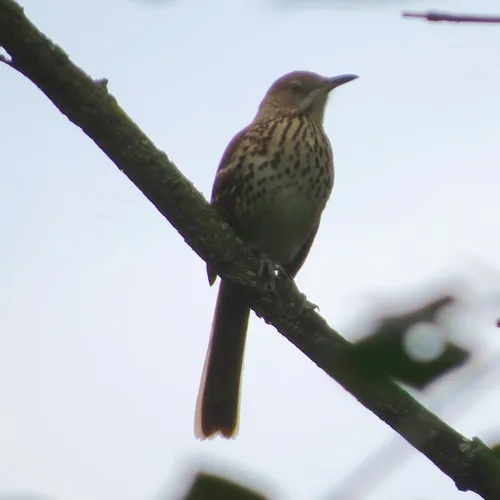 Brown Thrasher