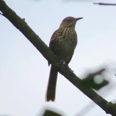 Brown Thrasher thumbnail 1