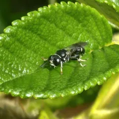 Clitemnestra bipunctata thumbnail 2