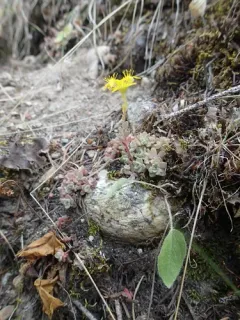 Borsch Stonecrop thumbnail 2