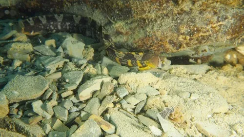 Banded Gunnel