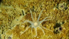 Arctic Burrowing Anemone thumbnail 2
