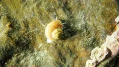 Greenland Topshell thumbnail 2