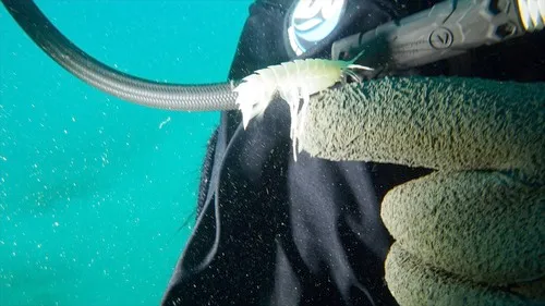 Gammaracanthus loricatus