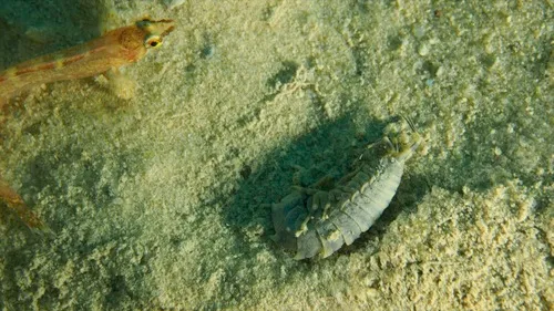 Atylus carinatus