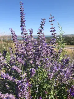 Swanleaf Clouding Sage thumbnail 2