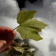 American Black Currant thumbnail 3