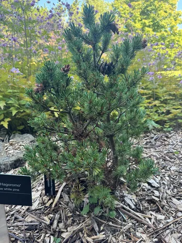 Japanese white pine