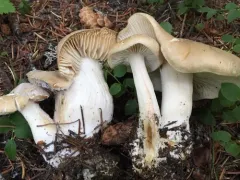 Tricholoma inamoenum thumbnail 2