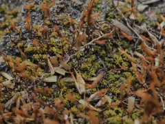 Common Extinguisher-moss thumbnail 2