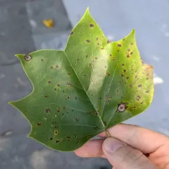 tulip tree leaf spot gall midge thumbnail 1
