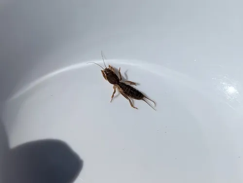 Northern Mole Cricket