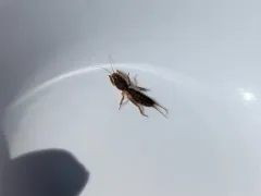 Northern Mole Cricket thumbnail 1