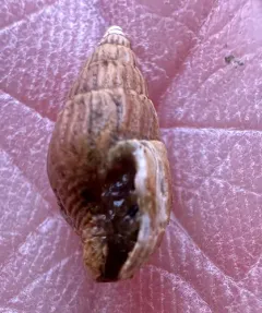 Well-ribbed Dove Snail thumbnail 2