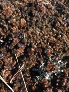 Standley's Spikemoss thumbnail 4