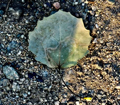 European aspen