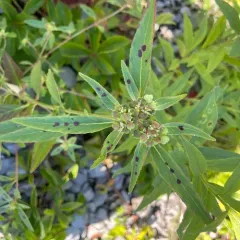 David's spurge thumbnail 4