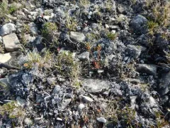Smooth Rockcress thumbnail 2