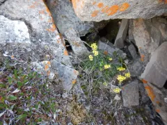 Alpine Whitlow-grass thumbnail 3