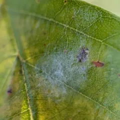 Erysiphe ornata thumbnail 1