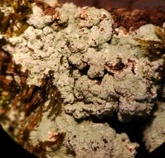 Fluffy Dust Lichen thumbnail 3