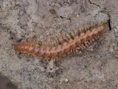 Scytonotus simplex thumbnail 2