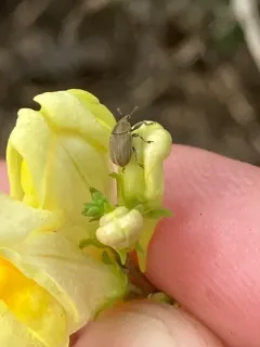 Toadflax Seed Weevil thumbnail 2