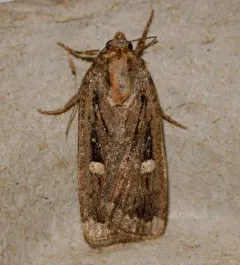 Abagrotis glenni thumbnail 2
