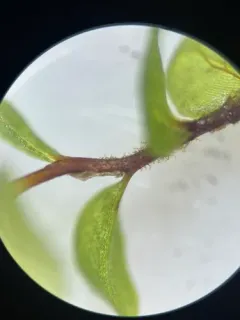Felt Round Moss thumbnail 4