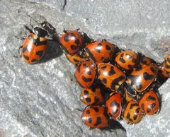 Oregon Lady Beetle thumbnail 2