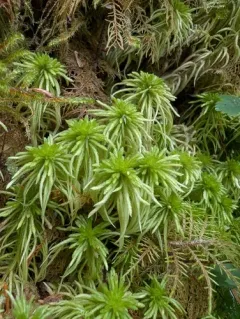 Variegated peat moss thumbnail 2