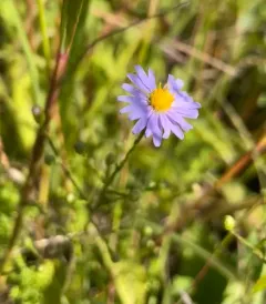 sky blue aster thumbnail 1