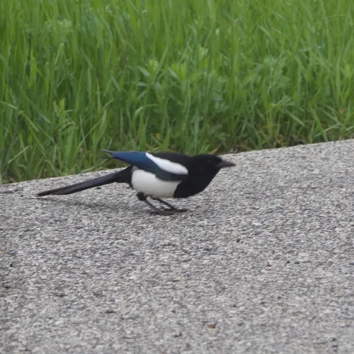Black-billed Magpie