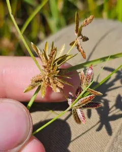 Yellow Flatsedge thumbnail 3