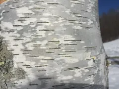 Birchbark Dot Lichen thumbnail 3