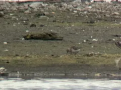 Red-necked Stint thumbnail 4
