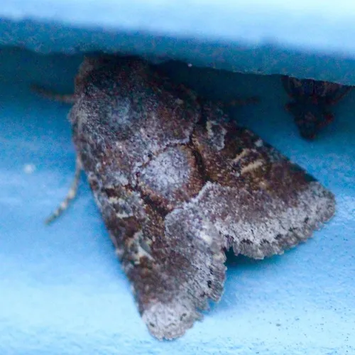 Small Brocade