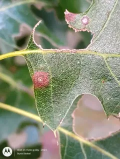 Polystepha pustuloides thumbnail 2