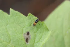 Callomyia venusta thumbnail 3